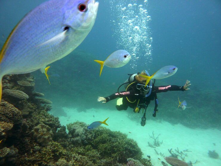 Buceo en la Gran Barrera de Coral: Guía Informativa para Explorar el Mundo Marino