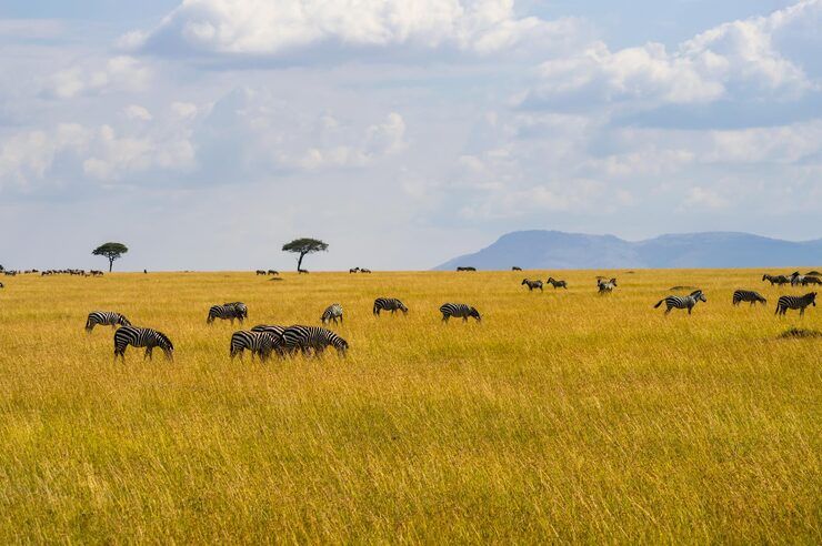 Serengeti en Tanzania: Explicación, Conocimientos y Detalles para Viajeros