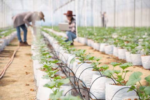 Explorar Sistemas de Irrigación Agrícola: Conocimientos Clave y Recursos Hídricos