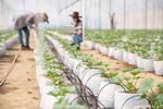 Explorar Sistemas de Irrigación Agrícola: Conocimientos Clave y Recursos Hídricos