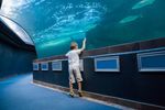 Explorar Hoteles Bajo el Mar: Información, Consejos y Experiencias de Lujo
