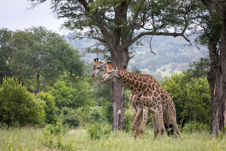 Descubrir la Naturaleza de Madagascar: Guía, Perspectivas y Recursos de Turismo Ecológico