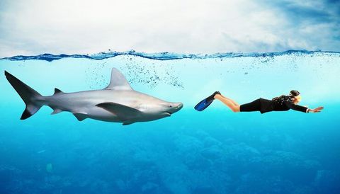 Explorar el Buceo con Tiburones: Información General, Comportamiento y Aprendizaje Marino