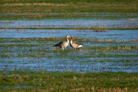 Descubrir Safaris en Botsuana: Guía, Perspectivas y Recursos de Ecoturismo