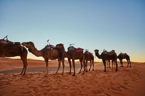 Guía Completa sobre las Expediciones de Safari en Camello y sus Experiencias Únicas