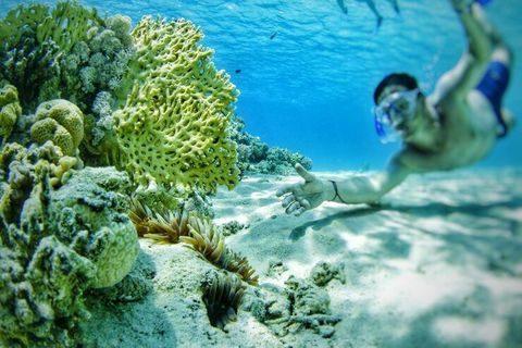 Exploración de Arrecifes de Coral: Guía Informativa para Descubrir Ecosistemas Marinos