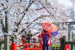 Japón y el Mundo de Doraemon y Shinchan: Una Guía Cultural y Turística