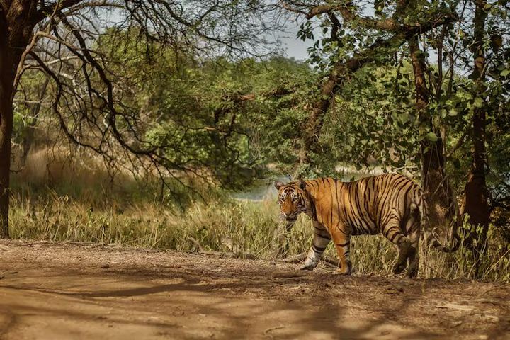 Descubre los Safari Lodges: Consejos, sugerencias e ideas para viajes en la naturaleza